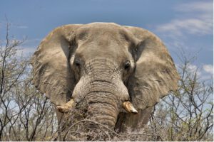 Impressionen aus Namibia von Optimus